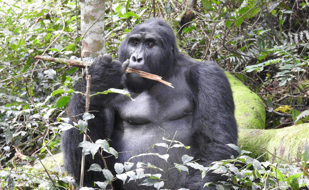 A gorilla trek in Rwanda or Uganda is a travel experience that you need to add to your bucket list today. This is one of the most rewarding travel experiences there is.