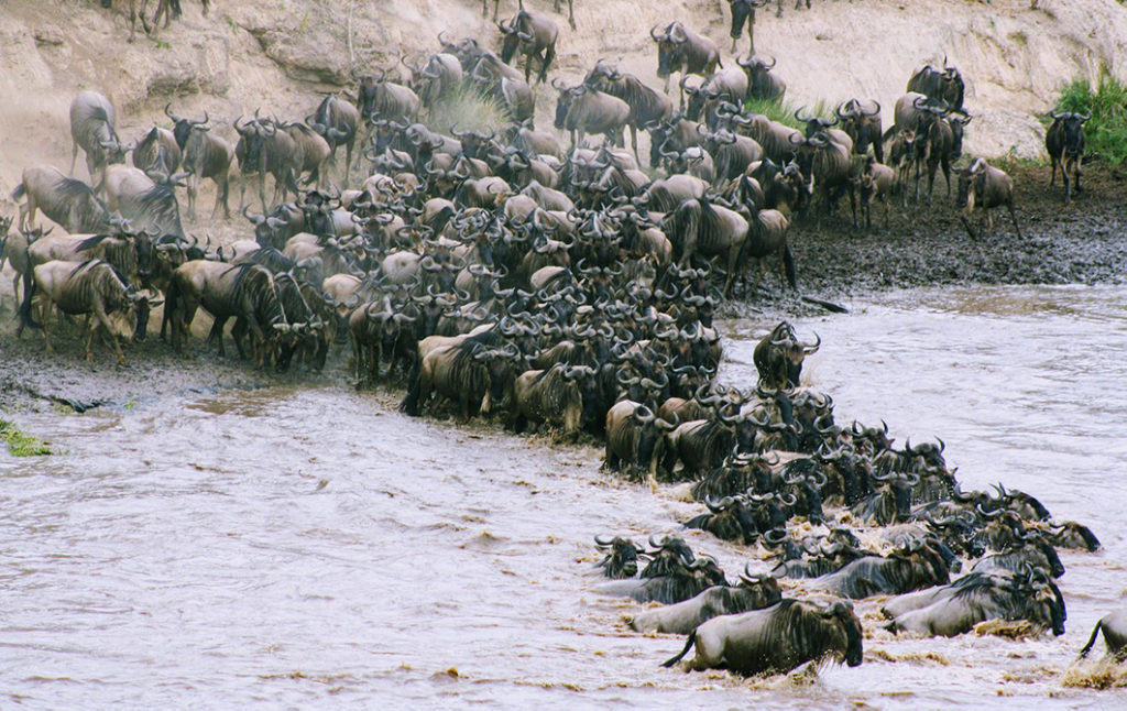 The Great Wildebeest Migration in Kenya, East Africa is one of the world's most spectacular natural spectacles and a travel experience that must feature high on your safari bucket list. 