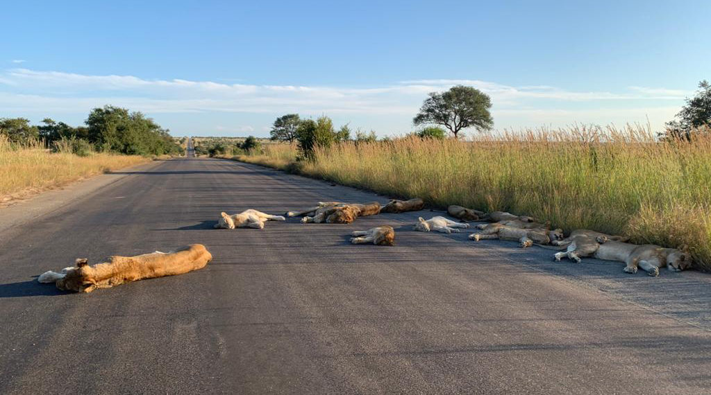 Lions nap on the roads in Kruger National Park in South Africa