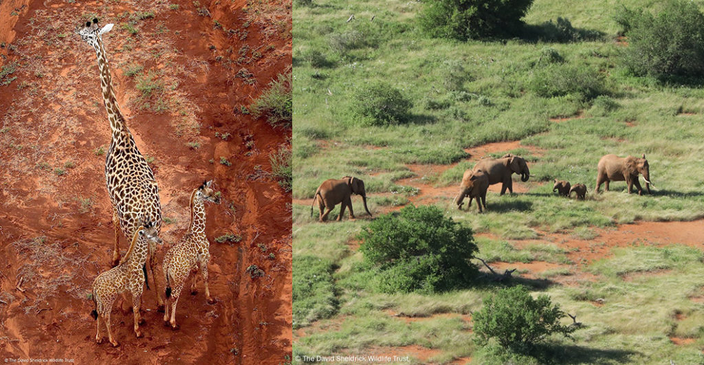 The miracle of life! Twins in the animal world are an exceptional event making these sightings of little giraffe and elephant lookalikes all the more extraordinary for our pilot that spotted them. Their births come at the most auspicious time; Tsavo has seen nearly a decade's worth of rain fall in one season, making the Park as favourable as it could ever be for these doppelgangers and their mothers. Their births are of particular cause for celebration too. Both elephants (the world’s biggest land mammal) and giraffes (the world’s tallest land mammal) are listed as vulnerable by the IUCN but, through your contributions which fund our Aerial Surveillance, we’re seeking a brighter future for these record-breaking animals in Tsavo. Indeed, our daily aerial patrols are vital to deterring would-be poachers from the protected Park and, testament to our hard work, in the last aerial count of the Tsavo-Mkomazi ecosystem back in 2017, both giraffe and elephant populations were on the rise. More recently too, our pilots are reporting more spotting more wild babies than ever before, born to all manner of species!