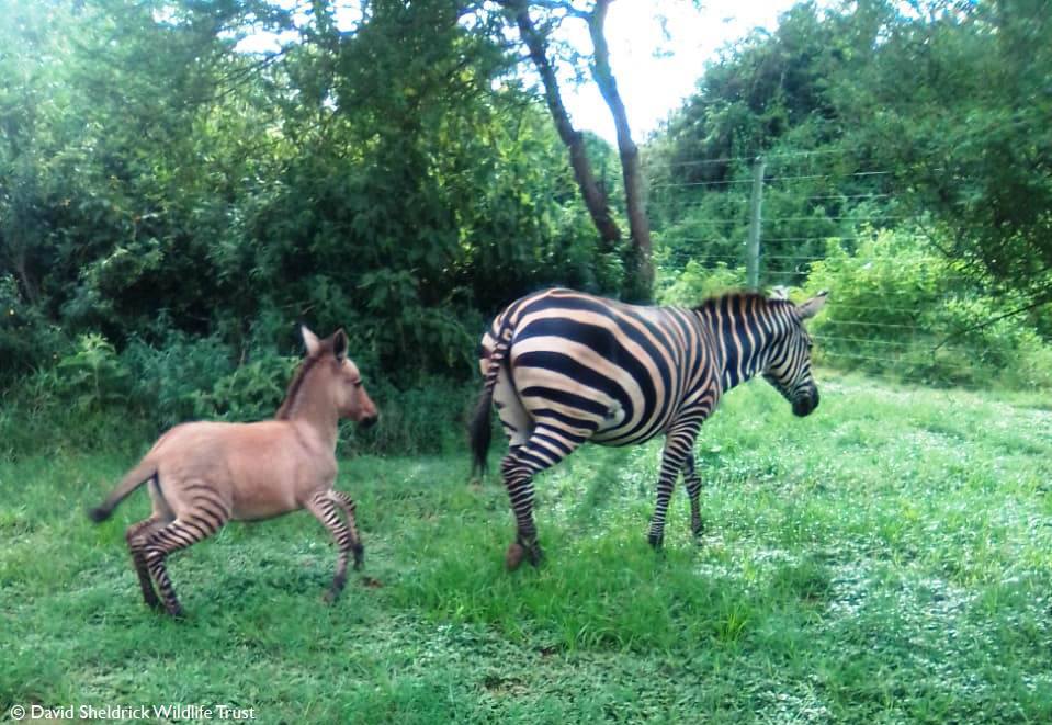 Zonkey born in Kenya during Coronavirus Lockdown