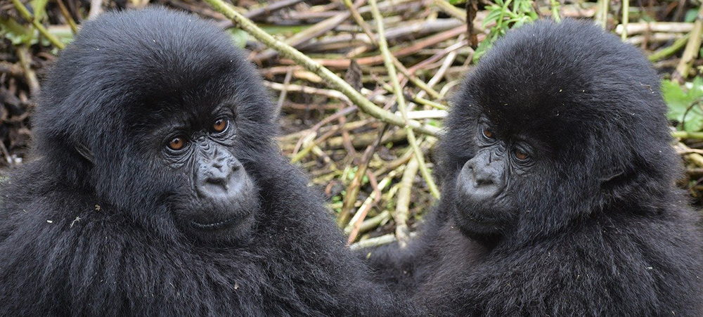 10% of the money generated by the national parks in Rwanda goes back into local community projects like building schools, hospitals, roads, and ensuring access to safe drinking water. Last year more than US$600,000 was distributed to over 158 community-based projects. 