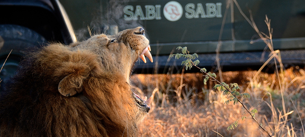 ost of the luxury properties in the Kruger area are doing their part to help with several projects. Sabi Sabi is actively involved in many habitat management activities around the area such as controlled burning, road maintenance, erosion control, alien plant control, waste management as well as waterhole rotation and anti-poaching units. 