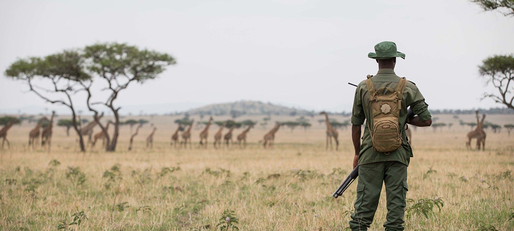 In Tanzania, the Grumeti Fund is a non-profit organisation carrying out wildlife conservation and community development work in the western corridor of the Serengeti ecosystem. This involves around 165 different staff members working to preserve 350,000 acres of previously neglected wilderness. We know a large number of animals are killed each year due to human-animal conflict and illegal snares for the bushmeat trade. Part of this preservation work involves educating the local people on the purpose of the fund and to educate the next generation and create environmental ambassadors in the local community. 