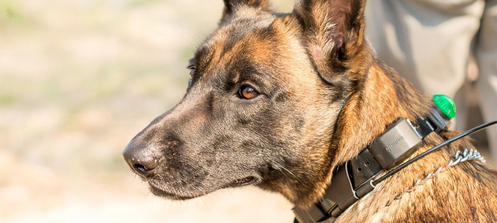 Anti-Poaching units are present all over the greater Kruger area however some properties go over and above the necessary requirements to protect the animals on their concession. A short drive up the road from Sabi Sabi, Singita launched an anti-poaching canine unit in 2012 to assist with protecting all the animals from poachers but especially the endangered Southern White Rhino.  The operation at Singita alone costs US$250,000 annually. Every time a guest stays at the property  a portion of the stay is given to these types of anti-poaching organisations. 