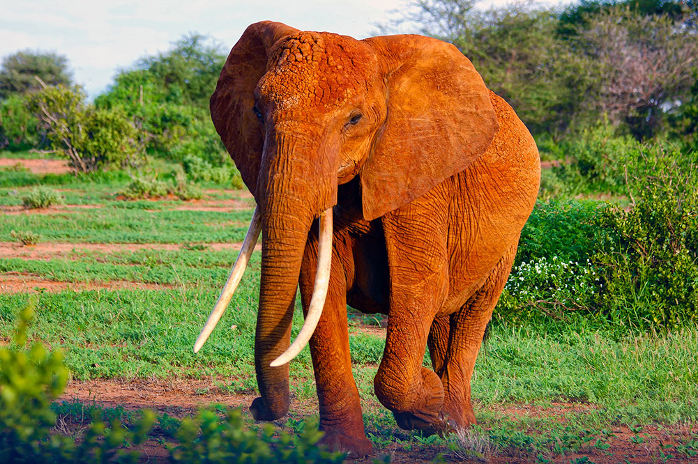 I am not sure if you’ve heard, but did you know there are animals in Africa? When it comes to animals, we have a couple of famous ones. If your perfect ‘one day’ trip revolves around ticking iconic animals off your sighting list then we can definitely help you. Head into the Serengeti and Masai Mara to witness one of the most incredible feats of animal existence, 'The Great Wildebeest Migration'. In search of food and water, over 2 million wildebeests, zebras, and antelope make the 800km round trip. And this is just one example of the wildlife encounters you can have.