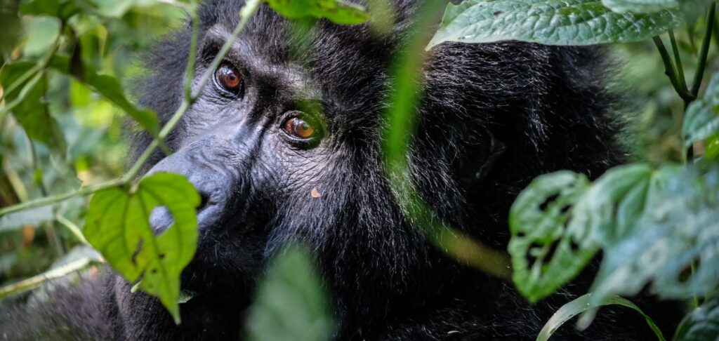 Each day you spend travelling in Africa is packed with life-changing experiences, including fantastic wildlife sightings in their natural environment and meeting new and interesting cultures. 