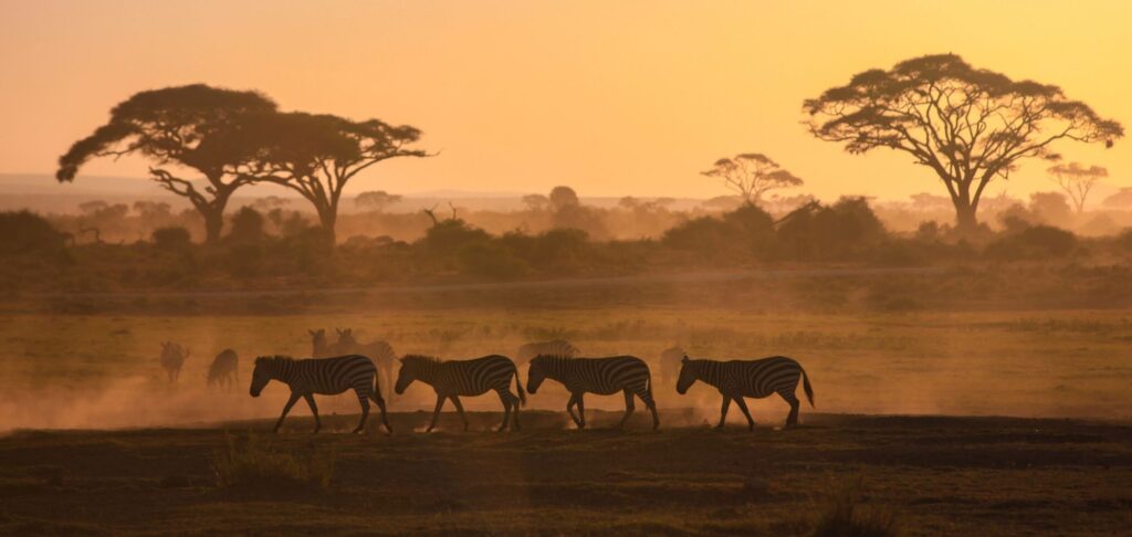 Africa is the perfect destination to visit to avoid the crowds. Not only is this something that we are all going to be seeking when it is finally time for us to travel again, but there is a unique tranquillity that comes from being out in nature, removed from modern civilisation.
