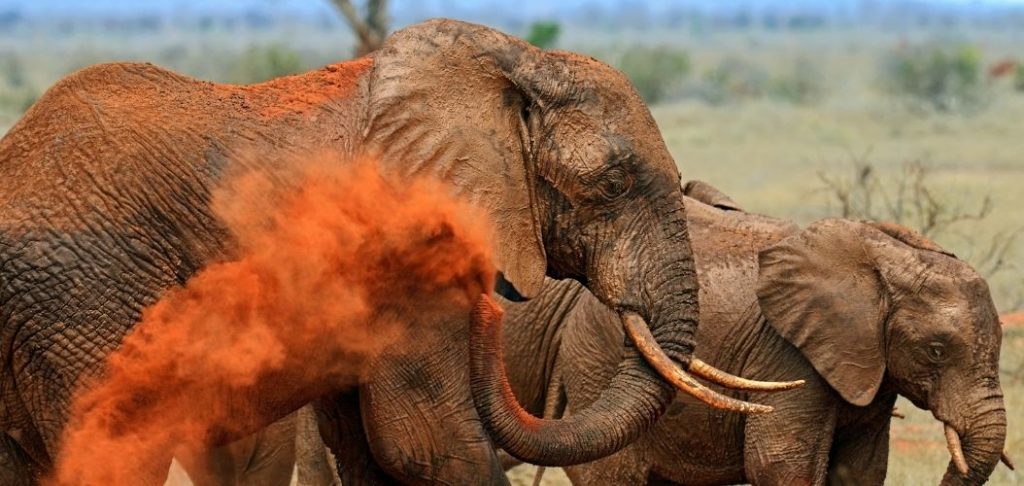 This safari explores the wild beauty of Tsavo National Park, the largest national park in Kenya. Staying in the heart of the wilderness with minimal travel, this safari is perfect for travellers who wish to settle into an authentic safari experience It is also a fantastic opportunity for seasoned safari enthusiasts, budding photographers and (of course) elephant lovers, surrounded by some of the largest elephant herds in Africa With a variety of historical and cultural day trips to choose from this is the safari experience of a life time.

Guests will enjoy the peace and tranquillity of Satao Camp. The camp is set in the midst of the wilderness with amazing scenery situated around a busy water hole which attracts an abundance of wildlife and is home to our resident hippo who can be spotted from the game viewing tower. Satao Camp is home to a wide variety of wildlife and fauna so you don’t even need to leave camp to enjoy the wilderness with impala leaping through camp to the hornbills chatting away in the Acacia trees There are plenty of sights to enjoy right from the comfort of your own veranda. Satao Camp is one of the only camps in Tsavo that remains unfenced, allowing the wildlife to pass through the camp creating an authentic African safari experience.

Satao Camp is proud of their silver eco camp status and are committed to helping preserve the beautiful natural environment surrounding them and it has also recently been awarded the Travellers’ Choice Award based on the fantastic reviews made by guests on Trip Advisor.