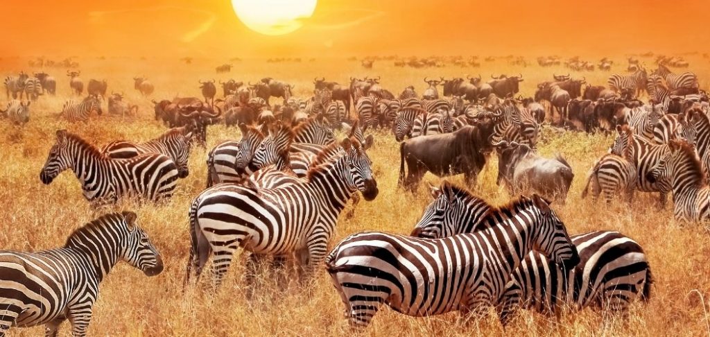 This spectacular fly/drive covid-safe safari allows you to explore Tanzania’s best reserves and parks in style. Experience a journey of contrast from the rich game plains of the famous Serengeti National Park to the unique environment of the Ngorongoro Crater, a UNESCO World Heritage site, and the salt pans of Lake Manyara National Park.