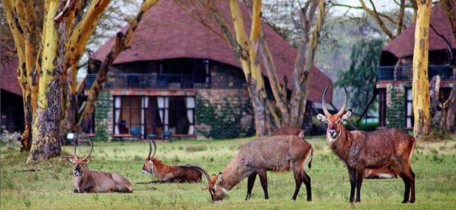 The former home of Joy Adamson, Lake Naivasha is one of the premier watering holes for buffalos, zebras, elands, impalas, waterbucks and other grazers, as well as a favourite place for hippos to cool themselves during the day. You will be staying at Lake Naivasha Sopa Lodge. Set in one hundred and fifty acres of grassland studded with Acacia bushes and trees, the resort is not only home to their resident giraffe, waterbuck and both Vervet and Colobus monkeys, but it is also a night stop for the hippos when they leave the lake every night to come and trim the grass on the expansive lawns.