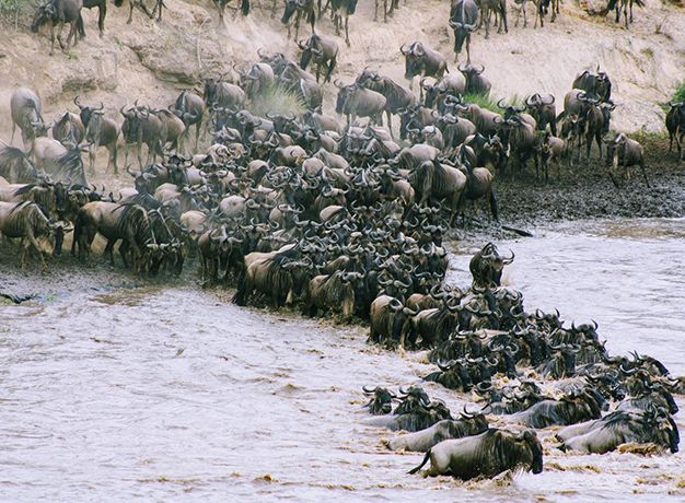 The annual migration in Kenya for post-covid travel from Australia
