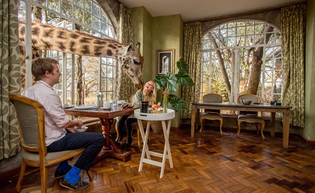 Breakfast with giraffes in Africa