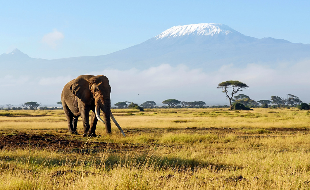 Elephant standing in front of Mount Kilimanjaro