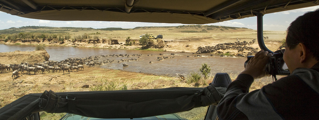 Wildebeest Migration on Safari